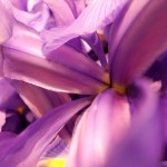 DSCF2051