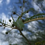 DSCF2759