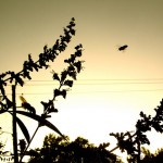 DSCF3981