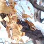DSCF4981