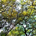 DSCF5375