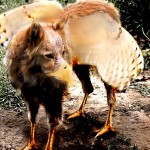 griffin