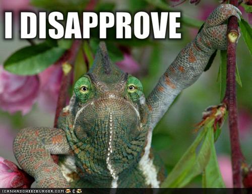 I-dissapprove-old-chameleon.jpg