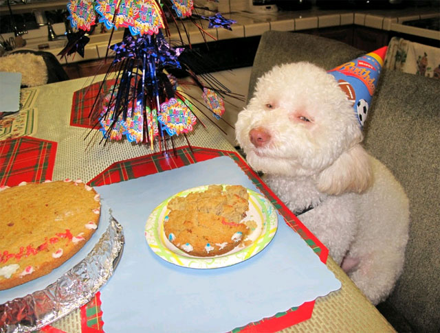 Birthday Dog High