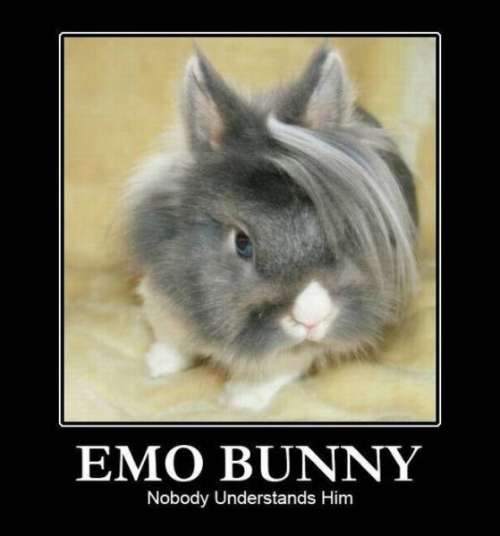 emo-bunny
