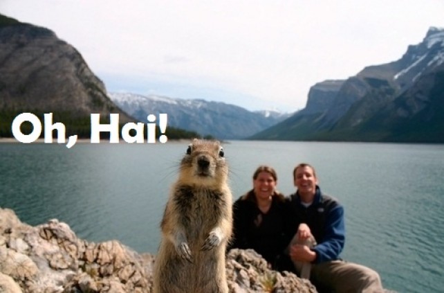 squirell