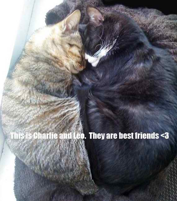best-friends-cats