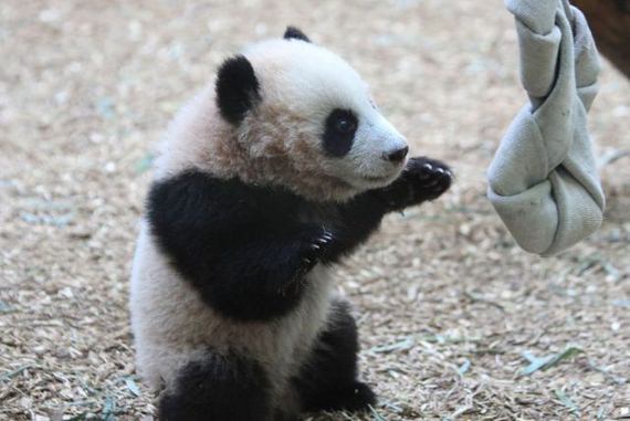 Punching Panda