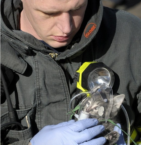 firefighter-cat-oxygen.jpg