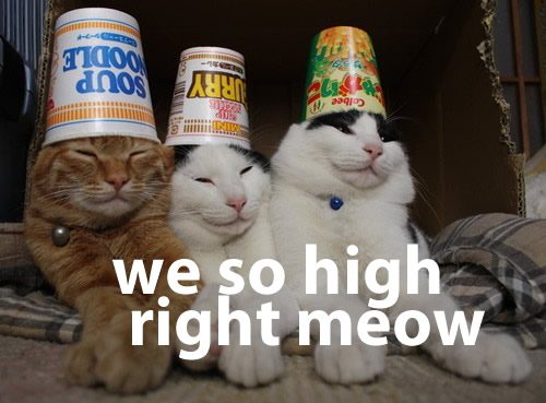 high-cats.jpg