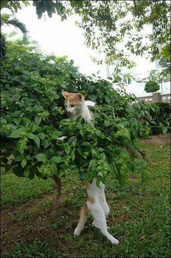 longcat
