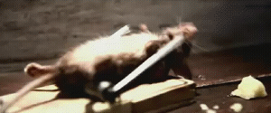 Rat working out on mousetrap
