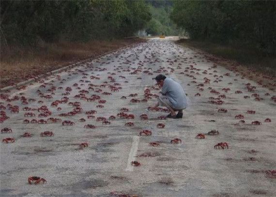 crab-invasion