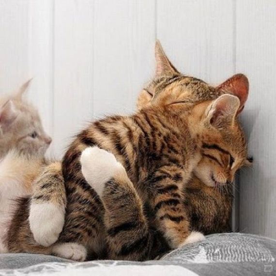 kitten-hugs
