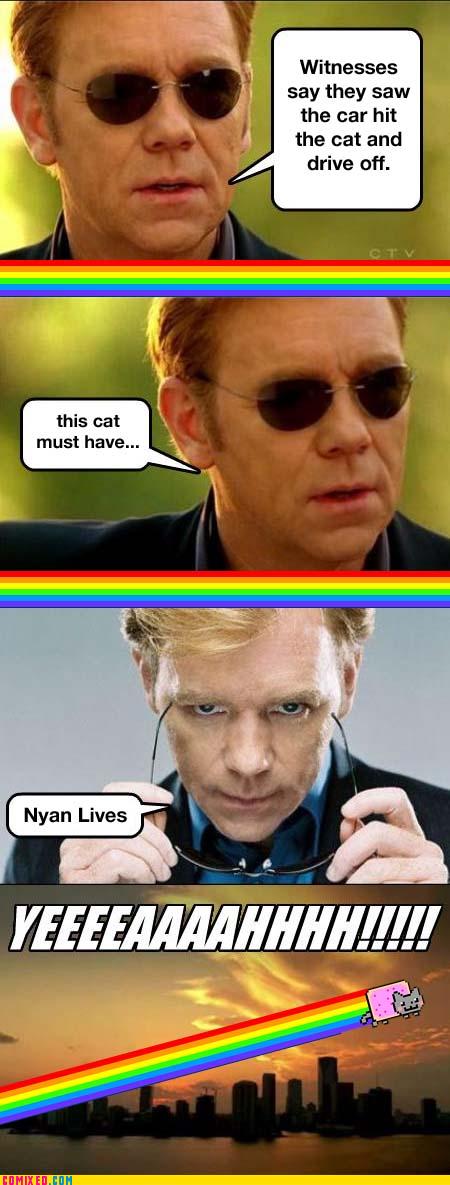 that-cat-just-doesnt-stop