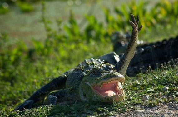 aligator-raising-hand.jpg