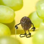 bent-old-grape