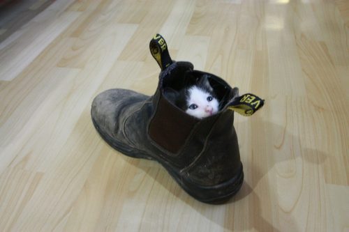 boot-cat