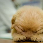 cute-puppy-1