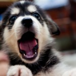 cute-puppy-3