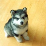 cute-puppy-4