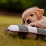 cute-puppy-5