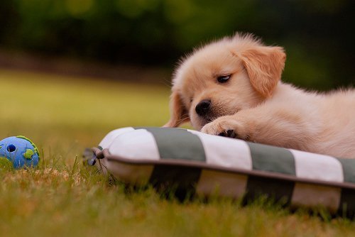 cute-puppy-5.jpg