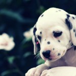 cute-puppy-6