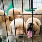 cute-puppy-7