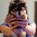 cute-puppy-8