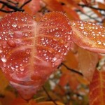 rain-04