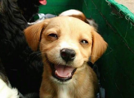 silly-dog Good morning cute silly dog puppy