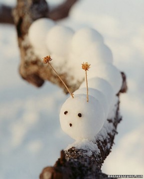 snow-caterpillar