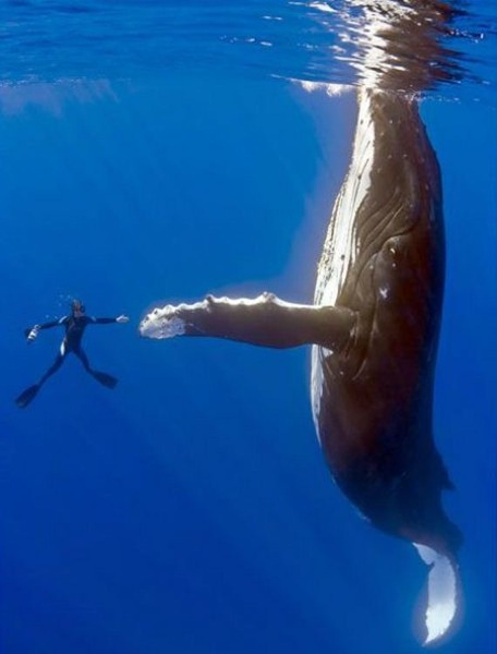 whale-high-five.jpg Whale high five