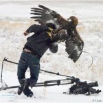 attacking-bird