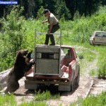 bear-attack