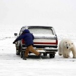chasing-polar-bear