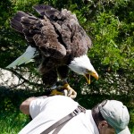 eagle-is-pissed