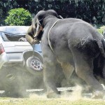 elephant-attack