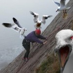 evil-birds