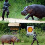 hippo-chase