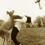 kangaroo-punch