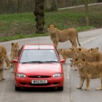 lion-pride