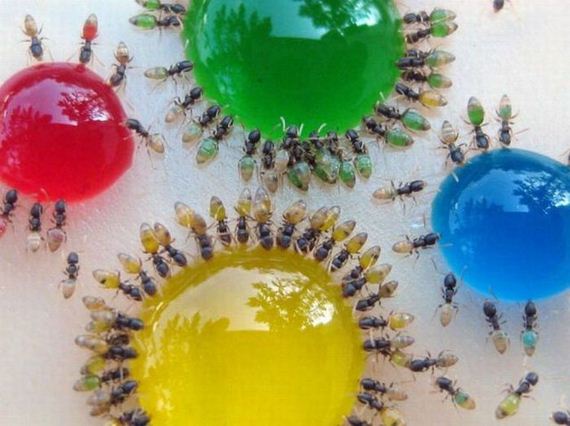 rainbow-ants