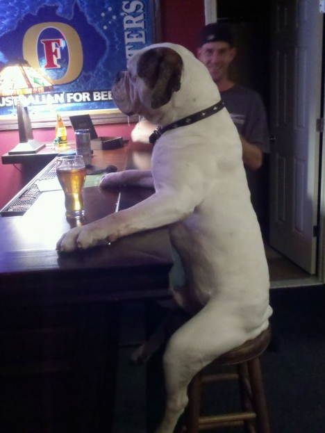 dog-at-the-bar