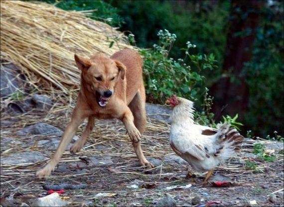dont-mess-with-chickens-01
