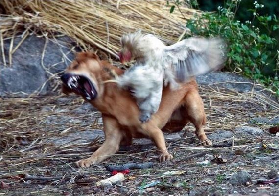 dont-mess-with-chickens-02