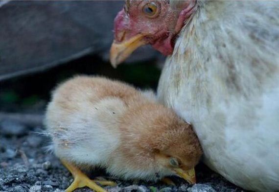 dont-mess-with-chickens-03