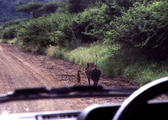 hakuna matata - timon and pumbaa