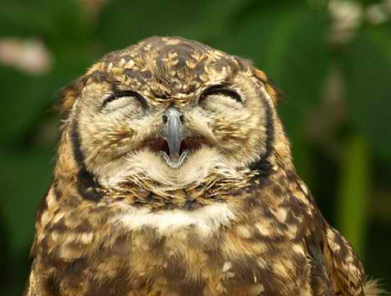 happy-owl